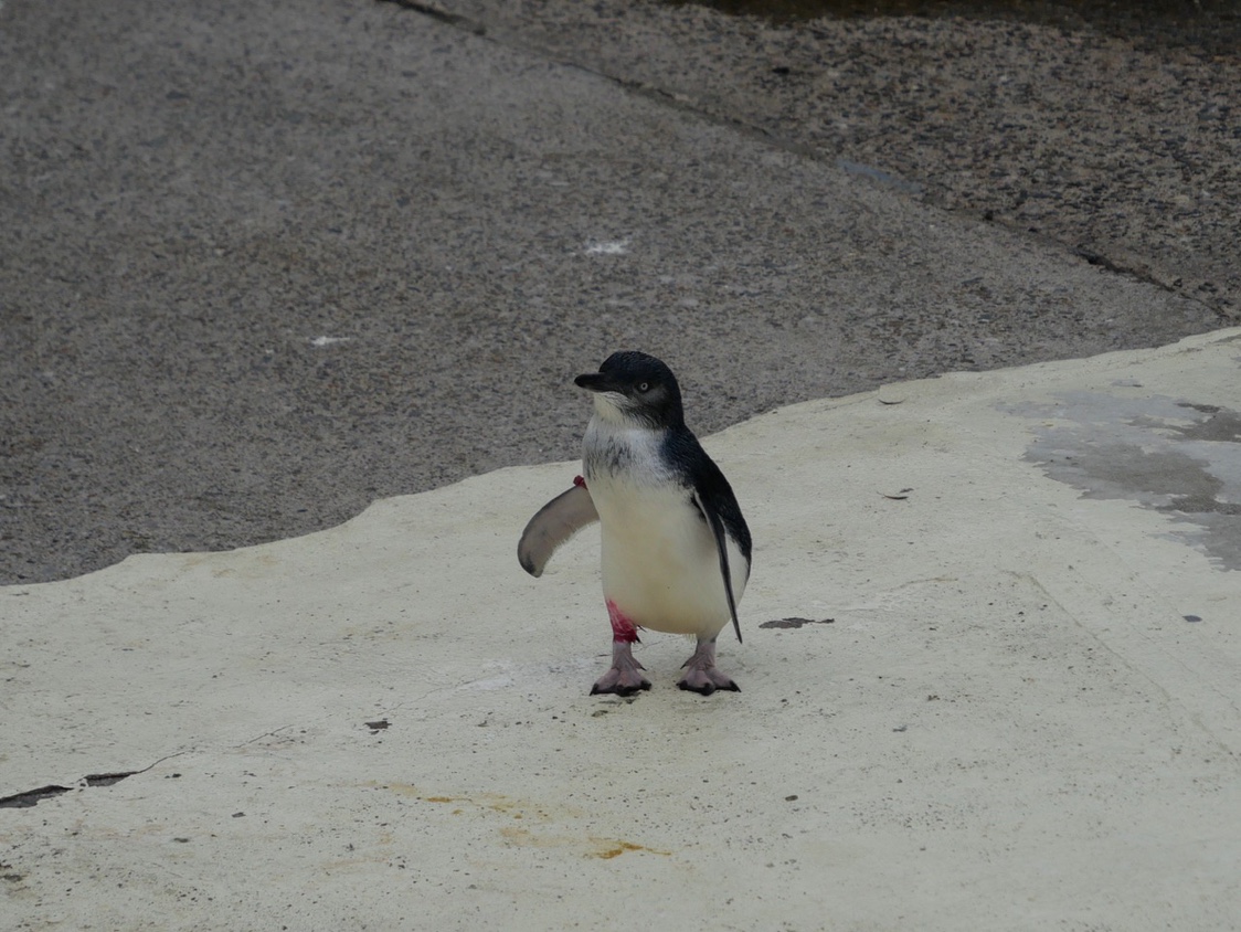 子ペンギン